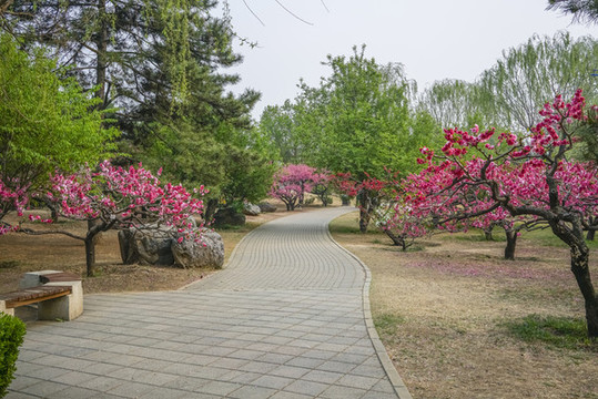 桃花高清大圖