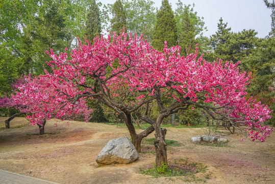 桃花高清大圖