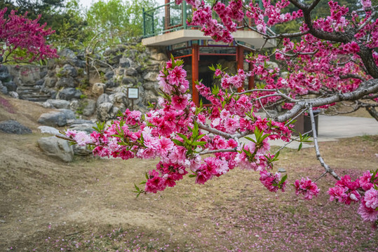 桃花高清大圖