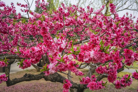 桃花高清大圖