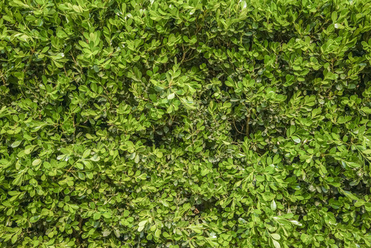 綠植墻高清大圖