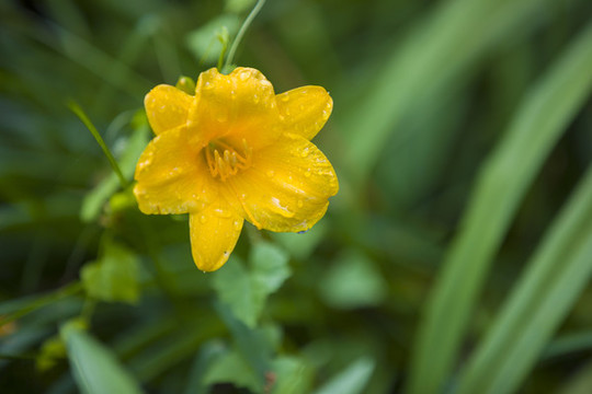 小萱草花