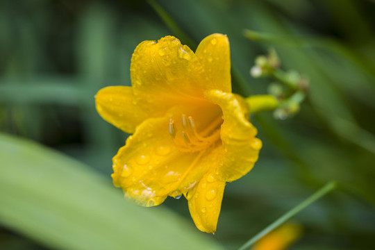 小萱草花