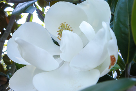 荷花玉蘭