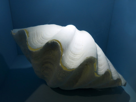 珍珠貝