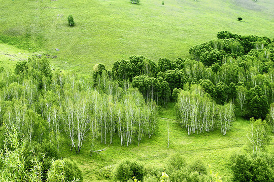 山坡草地白樺林