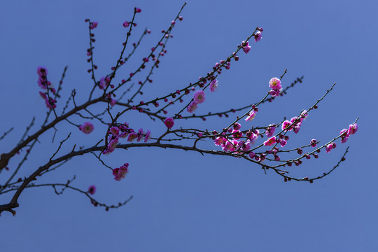 梅花