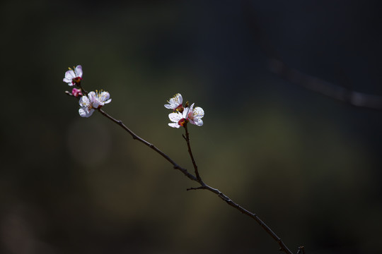 杏花