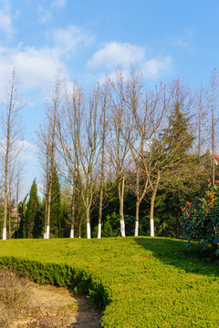 公園綠植