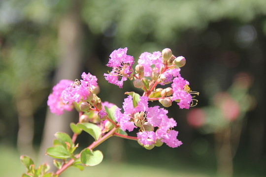 紫薇花小葉紫薇