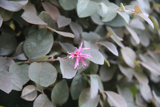 紅花檵木
