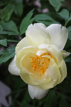 牡丹花芍藥