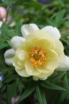 牡丹花芍藥