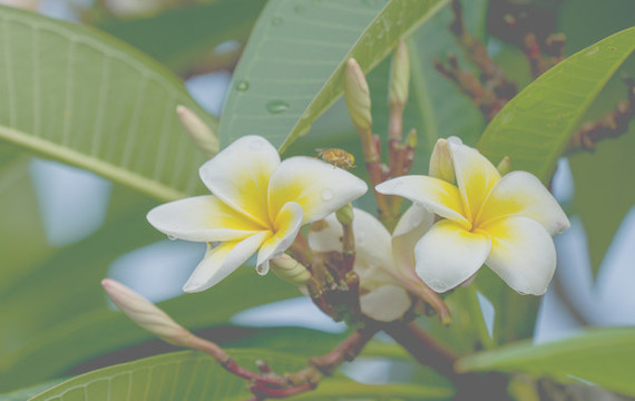 雞蛋花