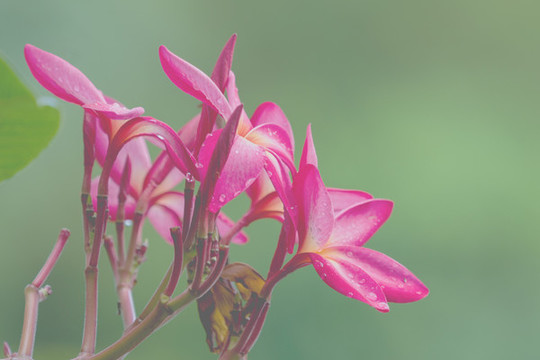 雞蛋花