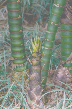 佛竹