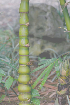 佛竹