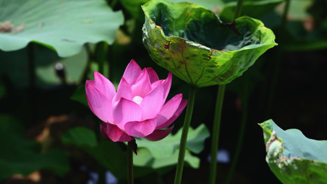 夏日荷花蓮花003