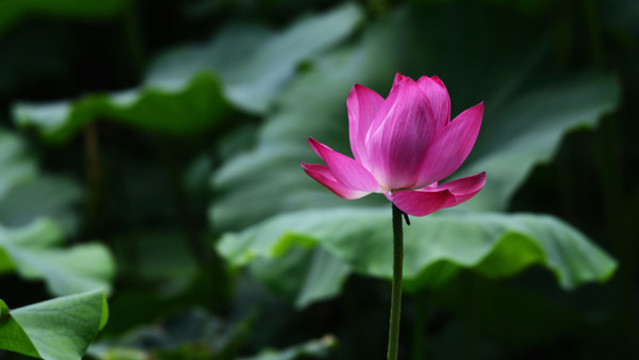 夏日荷花蓮花008