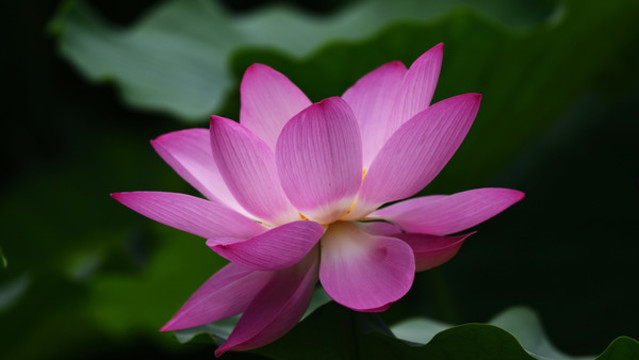夏日荷花蓮花009