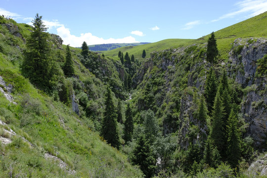 高山森林