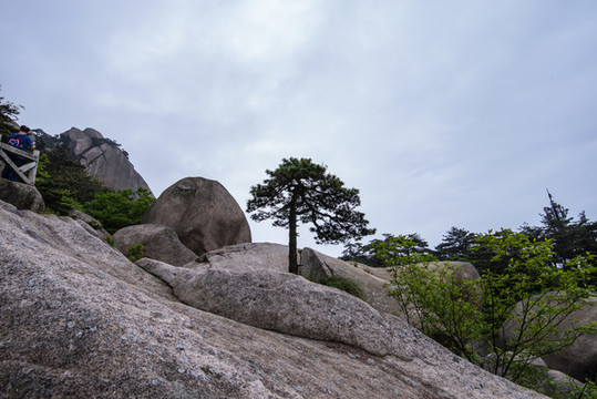 天柱山奇松