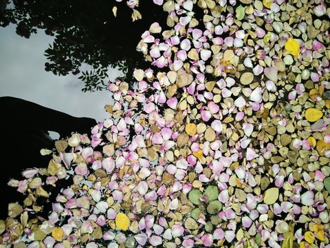 水中花