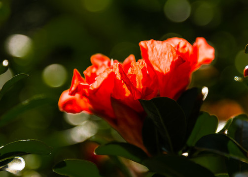 茶花