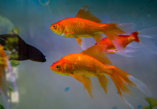 家養(yǎng)金魚