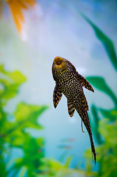 垃圾魚