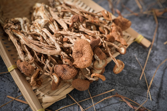 茶樹菇