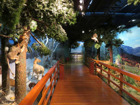 自然博物館展陳