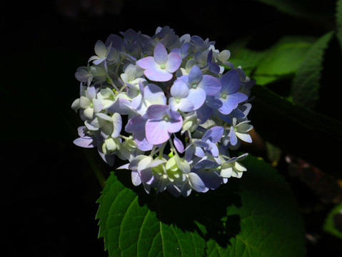 繡球花