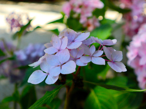 繡球花