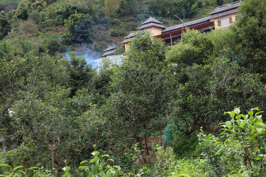 冰島古茶園
