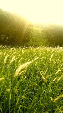 野外綠色草地