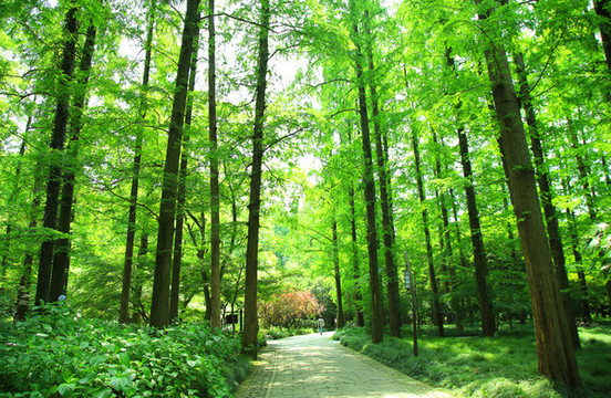 樹林