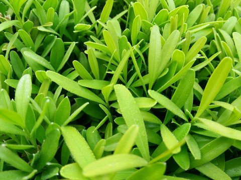 綠植