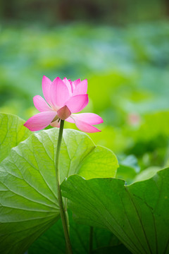 荷花