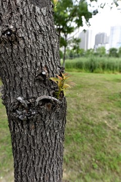 樹木