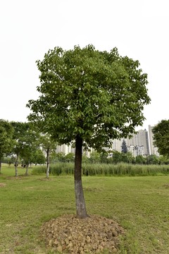 綠樹(shù)