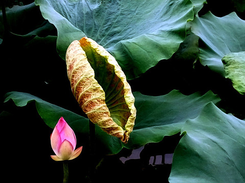 荷葉花蕾