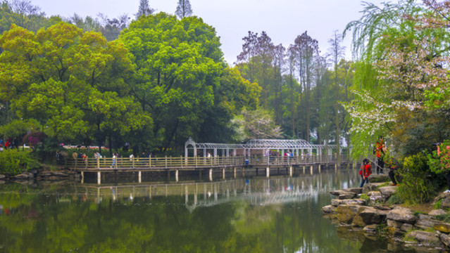 櫻花湖畔風(fēng)景