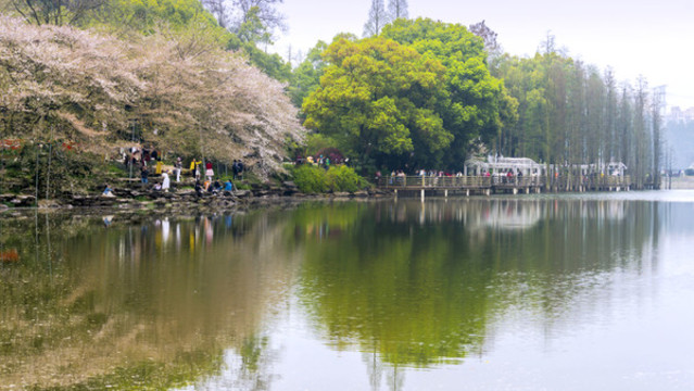 植物園櫻花湖畔