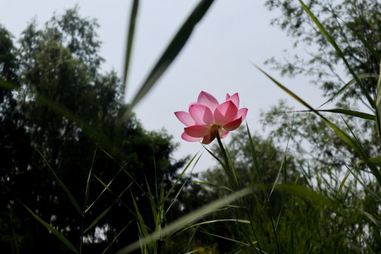 荷花
