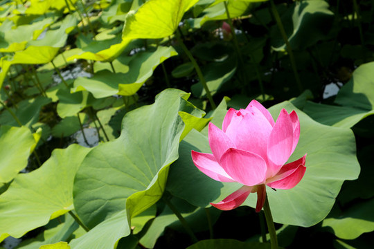 荷花