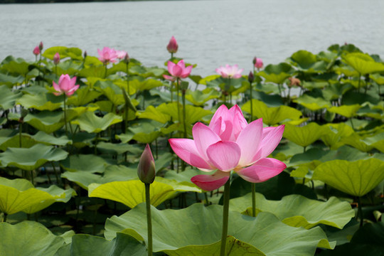 荷花