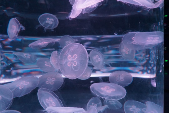 水母