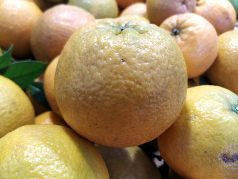 橙子