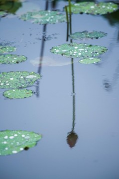 雨荷